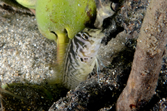 Oyster Blenny photo 4