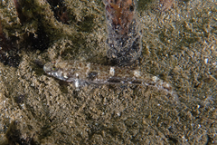 Favonigobius exquisitus