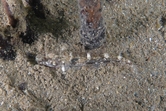 Favonigobius exquisitus