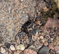 Leconectes striatellus