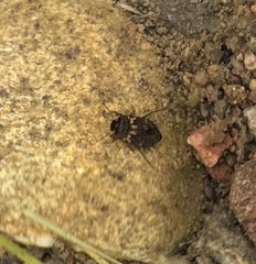 Leconectes striatellus