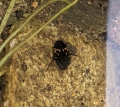 Leconectes striatellus