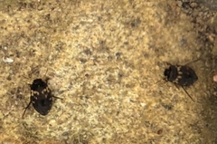 Leconectes striatellus