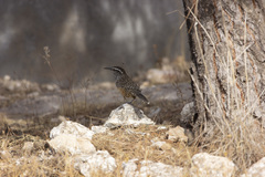 Campylorhynchus brunneicapillus