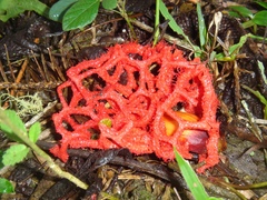 Clathrus cristatus