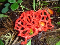 Clathrus cristatus