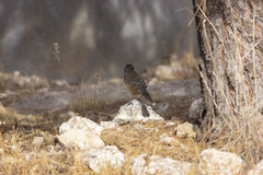 Campylorhynchus brunneicapillus