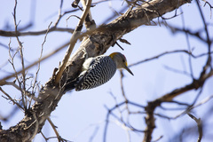 Melanerpes aurifrons