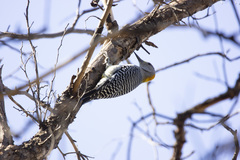 Melanerpes aurifrons