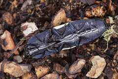 Chalcolepidius apacheanus