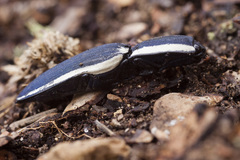 Chalcolepidius apacheanus