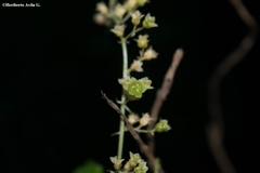Dioscorea jaliscana