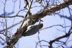 Melanerpes aurifrons