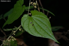 Dioscorea jaliscana