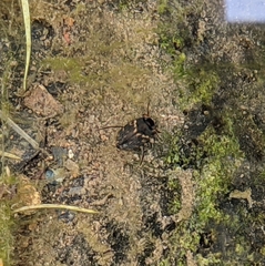 Leconectes striatellus