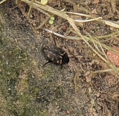 Leconectes striatellus