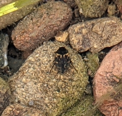 Leconectes striatellus