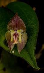 Lepanthes