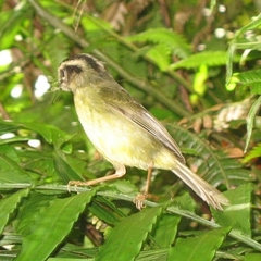 Basileuterus melanotis