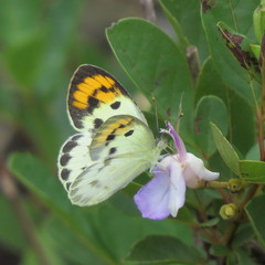 Colotis auxo