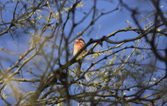 Haemorhous mexicanus