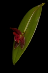 Lepanthes