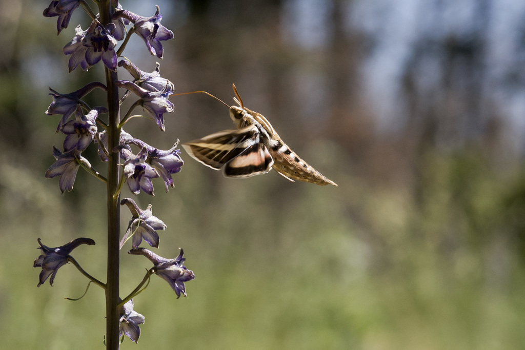 White-lined Sphinx from Lincoln County, NM, USA on July 21, 2014 by ...