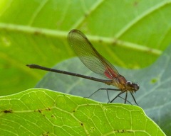 Hetaerina titia