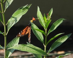 Danaus plexippus image