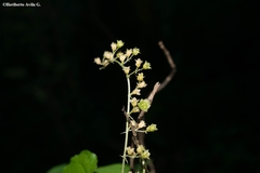 Dioscorea jaliscana