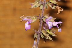Salvia