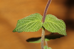 Salvia