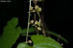 Dioscorea jaliscana