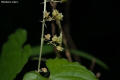 Dioscorea jaliscana