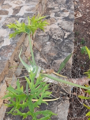 Philodendron warszewiczii