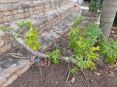 Philodendron warszewiczii