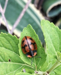 Botanochara planipennis