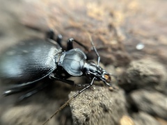 Scaphinotus striatopunctatus