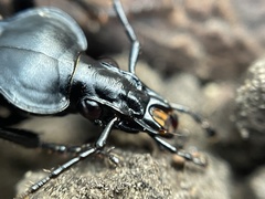 Scaphinotus striatopunctatus