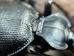 Scaphinotus striatopunctatus