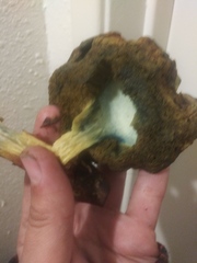 Fungi