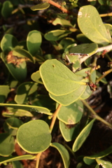 Maytenus phyllanthoides