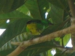 Chlorophonia callophrys