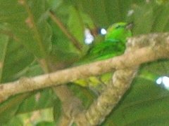 Chlorophonia callophrys