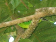 Chlorophonia callophrys