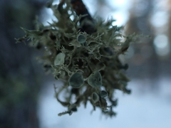 Ramalina dilacerata