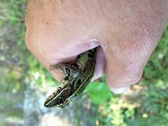 Lithobates kauffeldi