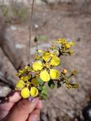 Stigmaphyllon selerianum