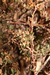 Atriplex pentandra