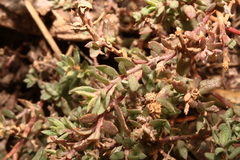 Atriplex pentandra